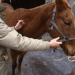 Preventive Health Measures Every Horse Owner Should Know