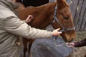 Preventive Health Measures Every Horse Owner Should Know